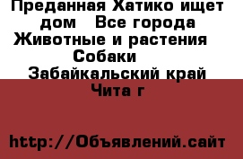 Преданная Хатико ищет дом - Все города Животные и растения » Собаки   . Забайкальский край,Чита г.